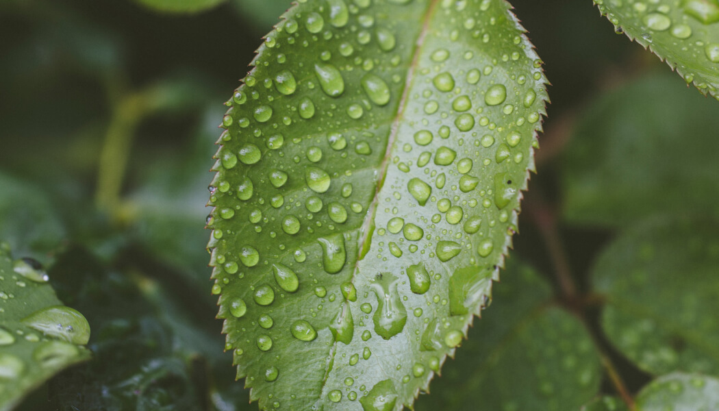 Mountson Environmental Service Limited